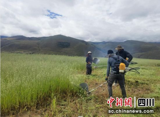 村民收割人工種草。 村民收割人工種草。