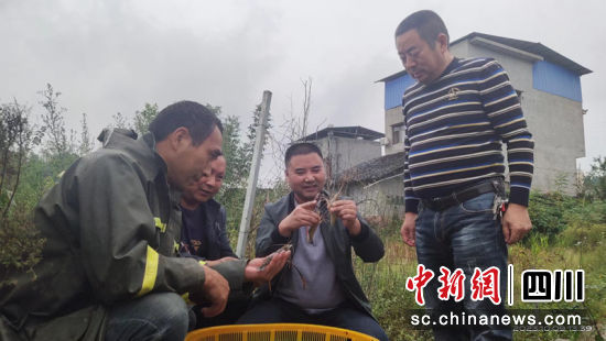 羅氏沼蝦。曹禮芹 攝 羅氏沼蝦。曹禮芹 攝