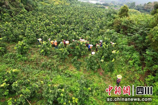 果農在園區內采摘蜜柚。 梓潼縣委宣傳部供圖 果農在園區內采摘蜜柚。 梓潼縣委宣傳部供圖