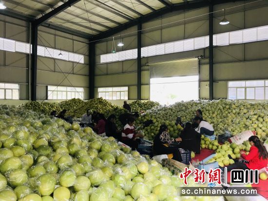 蜜柚豐收。 梓潼縣委宣傳部供圖 蜜柚豐收。 梓潼縣委宣傳部供圖