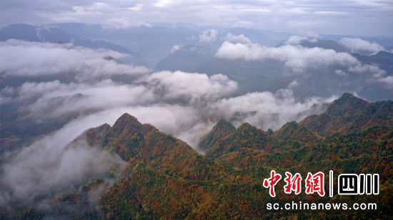 金秋時節(jié)的曾家山萬山紅遍,是觀紅葉和日出云海盛景的好去處。苗志勇 攝 金秋時節(jié)的曾家山萬山紅遍,是觀紅葉和日出云海盛景的好去處。苗志勇 攝