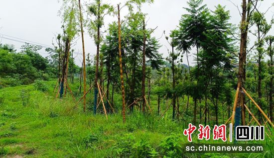 生意修復項目見成效。 生意修復項目見成效。