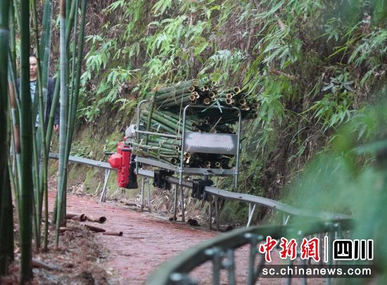 穿梭在竹林里的“竹林專列”。 胡敏攝 穿梭在竹林里的“竹林專列”。 胡敏攝