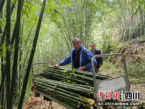 村民將砍下的竹子裝上車。胡敏攝 村民將砍下的竹子裝上車。胡敏攝