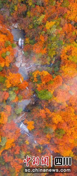 光霧山。四川省文化和旅游廳 供圖 光霧山。四川省文化和旅游廳 供圖