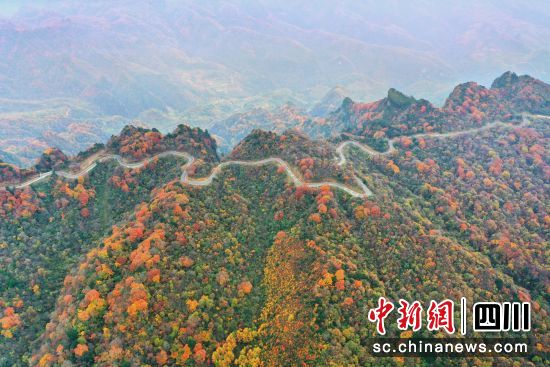 深秋時節,位于川陜交界的旺蒼米倉山萬山紅遍,盡林盡染。苗志勇 無人機拍攝 深秋時節,位于川陜交界的旺蒼米倉山萬山紅遍,盡林盡染。苗志勇 無人機拍攝