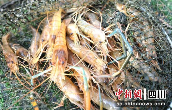 “羅氏沼蝦”新鮮上市。 “羅氏沼蝦”新鮮上市。