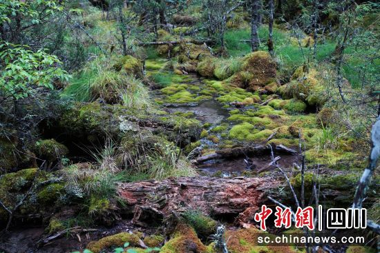 大熊貓國家公園平武王朗片區。 龔韋雙 攝 大熊貓國家公園平武王朗片區。 龔韋雙 攝