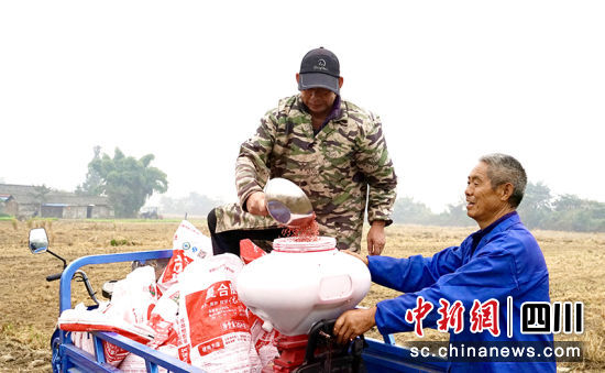 農戶將小麥種子、肥料放進播種機。 綿竹市融媒體中心供圖 農戶將小麥種子、肥料放進播種機。 綿竹市融媒體中心供圖