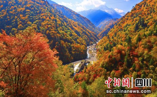 黑水縣彩林風光美如畫。黑水縣融媒體中心 供圖 黑水縣彩林風光美如畫。黑水縣融媒體中心 供圖