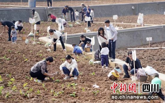 市民游客在自已認領的精致微田園種植。雍軒 攝 市民游客在自已認領的精致微田園種植。雍軒 攝
