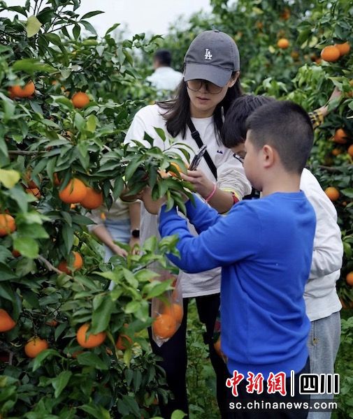市民游客正在采摘鮮甜的愛媛橙。雍軒 攝 市民游客正在采摘鮮甜的愛媛橙。雍軒 攝