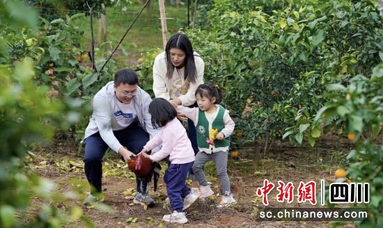 游客們在橘林里體驗抓“飛雞”。雍軒 攝 游客們在橘林里體驗抓“飛雞”。雍軒 攝