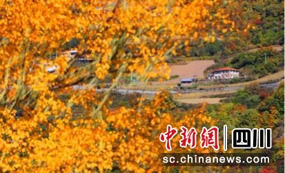 黑水縣彩林風(fēng)光美如畫(huà)。黑水縣融媒體中心 供圖 黑水縣彩林風(fēng)光美如畫(huà)。黑水縣融媒體中心 供圖