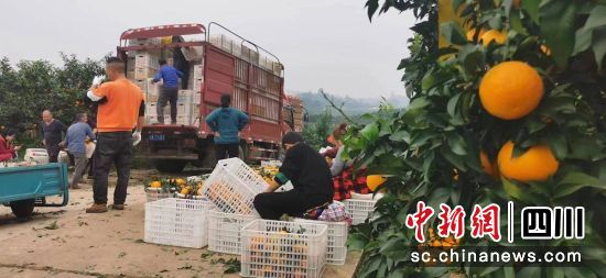 農業數字化讓愛媛橙喜迎豐收。雍軒 攝 農業數字化讓愛媛橙喜迎豐收。雍軒 攝