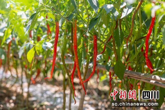 永安盛產國家地理標志產品二荊條。雍軒 攝 永安盛產國家地理標志產品二荊條。雍軒 攝