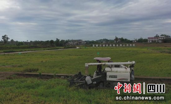 收割現場。 收割現場。