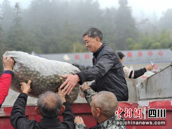 油茶喜獲豐收。敘永縣委統戰部供圖 油茶喜獲豐收。敘永縣委統戰部供圖