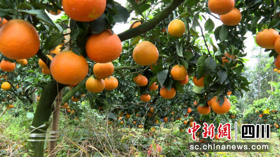 愛媛柑橘滿枝頭。 筠連縣融媒體中心 供圖 愛媛柑橘滿枝頭。 筠連縣融媒體中心 供圖