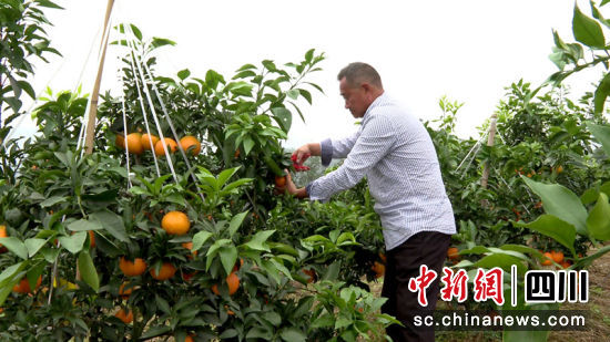 羅剛正在采摘柑橘。 筠連縣融媒體中心 供圖 羅剛正在采摘柑橘。 筠連縣融媒體中心 供圖