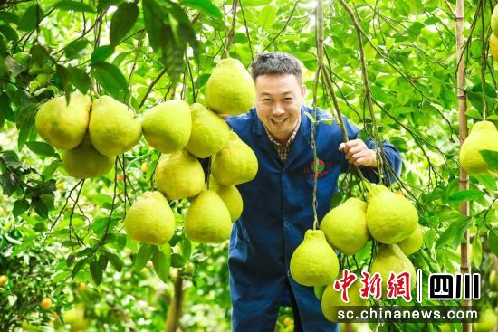 真龍柚豐收。嚴珍 攝 真龍柚豐收。嚴珍 攝