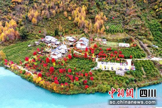 臥龍自然保護區(qū)迎來紅葉觀賞季。 臥龍自然保護區(qū)迎來紅葉觀賞季。