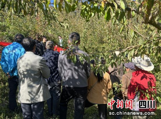 技術培訓現場。汶川縣委宣傳部 供圖 技術培訓現場。汶川縣委宣傳部 供圖