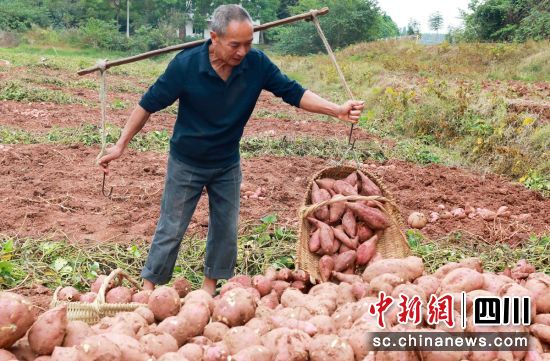 紅薯成熟豐收。楊帥楓 供圖 紅薯成熟豐收。楊帥楓 供圖