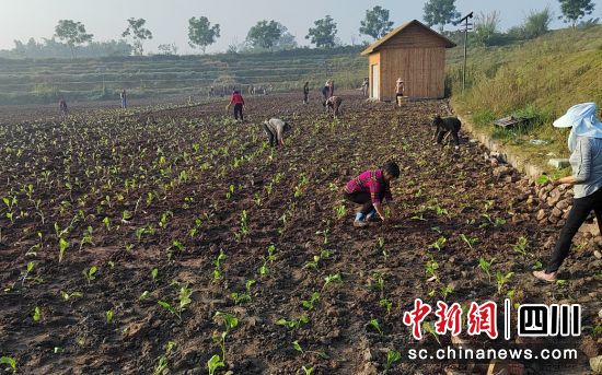 種植現場。沿灘融媒 供圖 種植現場。沿灘融媒 供圖