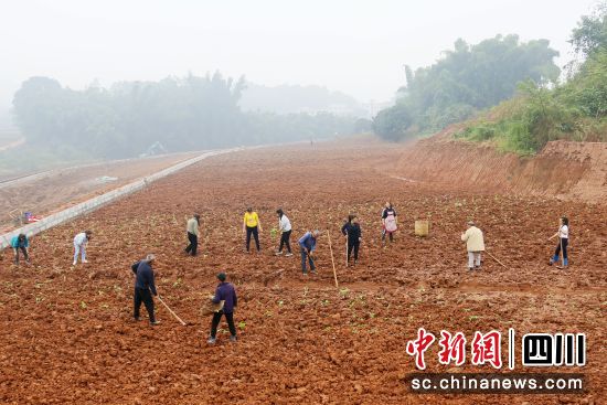 油菜移栽。龍馬潭區融媒體中心供圖 油菜移栽。龍馬潭區融媒體中心供圖