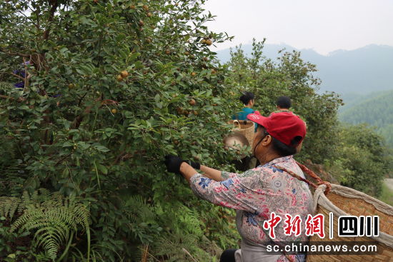 油茶豐收。瀘縣縣委統(tǒng)戰(zhàn)部供圖 油茶豐收。瀘縣縣委統(tǒng)戰(zhàn)部供圖