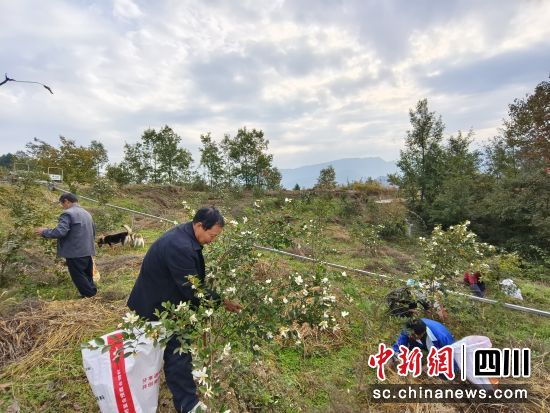 村民們在產業園采摘油菜果。沈琦東 攝 村民們在產業園采摘油菜果。沈琦東 攝