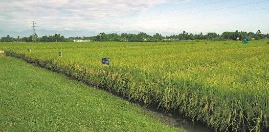 通過“量身定制”,水稻長勢良好 通過“量身定制”,水稻長勢良好