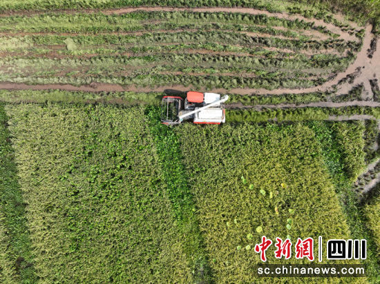 機械化收割。 王宇 攝 機械化收割。 王宇 攝