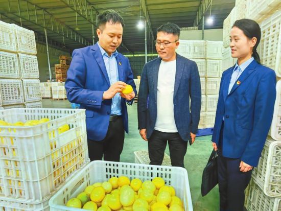 農行安岳支行工作人員上門了解檸檬生產加工企業經營情況。胡佳音 攝 農行安岳支行工作人員上門了解檸檬生產加工企業經營情況。胡佳音 攝