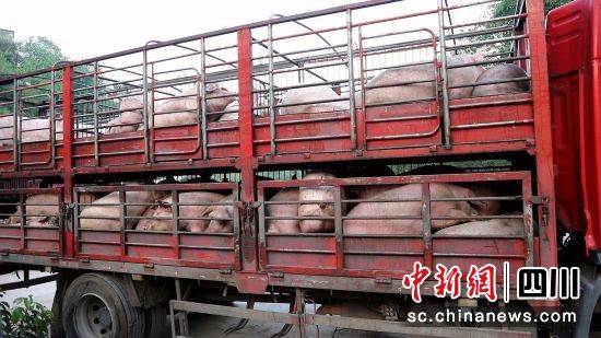 生豬出欄。合江縣融媒體中心供圖 生豬出欄。合江縣融媒體中心供圖