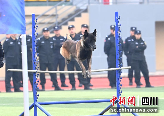 警犬技術競賽現場。記者安源 攝 警犬技術競賽現場。記者安源 攝