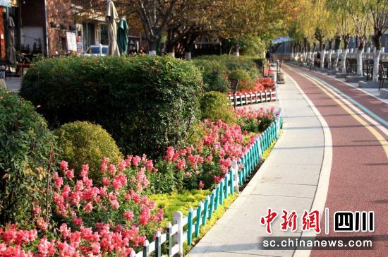冬日汶川街頭如花海。汶川縣委宣傳部 供圖 冬日汶川街頭如花海。汶川縣委宣傳部 供圖
