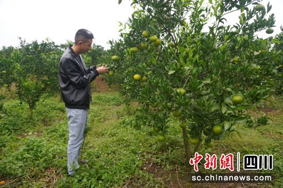 袁強(qiáng)在果園查看水果長(zhǎng)勢(shì)。鐘蓮 攝 袁強(qiáng)在果園查看水果長(zhǎng)勢(shì)。鐘蓮 攝