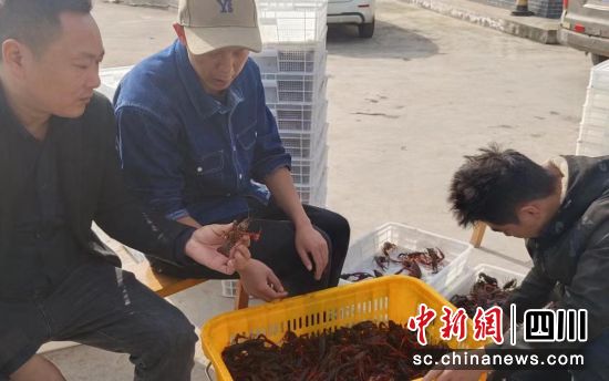 小龍蝦獲豐收。沿灘融媒 供圖 小龍蝦獲豐收。沿灘融媒 供圖