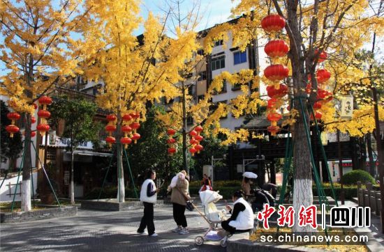 汶川冬日街頭銀杏葉黃了。楊玲攝 汶川冬日街頭銀杏葉黃了。楊玲攝