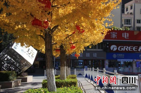 汶川冬日街頭銀杏葉黃了。楊玲攝 汶川冬日街頭銀杏葉黃了。楊玲攝