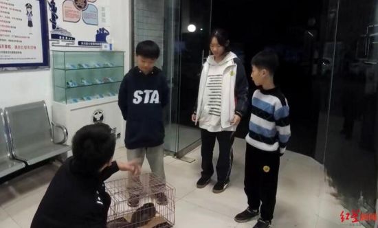 ▲三姐弟撿到“三有”保護動物上交 ▲三姐弟撿到“三有”保護動物上交