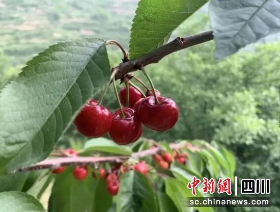 汶川甜櫻桃。汶川縣委宣傳部 供圖 汶川甜櫻桃。汶川縣委宣傳部 供圖