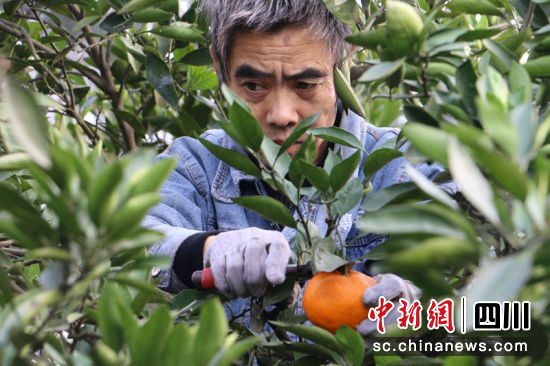 農(nóng)戶正在采摘。蔣雪梅 攝 農(nóng)戶正在采摘。蔣雪梅 攝