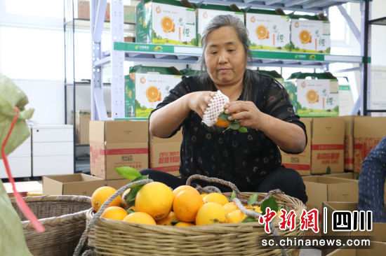 村民正在包裝新鮮柑橘。蔣雪梅 攝 村民正在包裝新鮮柑橘。蔣雪梅 攝