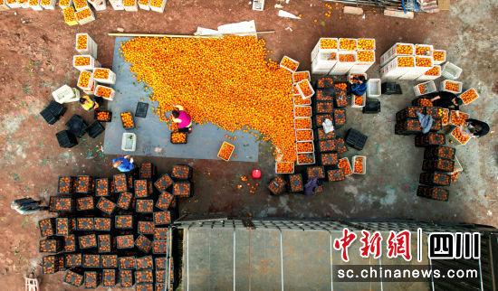 柑橘豐收。瀘縣融媒體中心供圖 柑橘豐收。瀘縣融媒體中心供圖