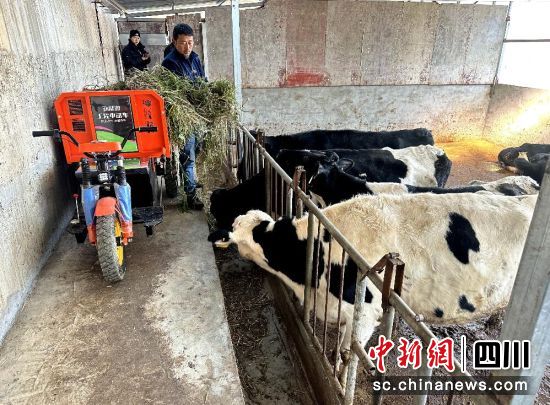 村民蘇林養(yǎng)殖的肉牛。汶川縣委宣傳部 供圖 村民蘇林養(yǎng)殖的肉牛。汶川縣委宣傳部 供圖