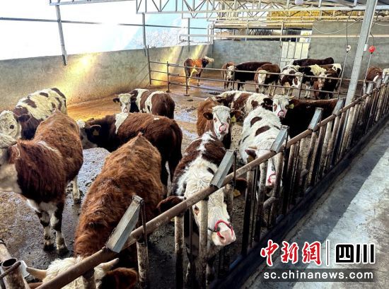 村民蘇林養(yǎng)殖的肉牛。汶川縣委宣傳部 供圖 村民蘇林養(yǎng)殖的肉牛。汶川縣委宣傳部 供圖