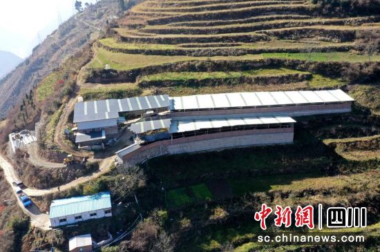 高半山建起的養(yǎng)殖場(航拍)。汶川縣委宣傳部 供圖 高半山建起的養(yǎng)殖場(航拍)。汶川縣委宣傳部 供圖